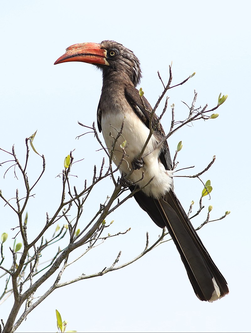 Crowned Hornbill